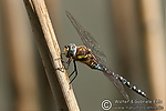 Filename=N0025_002.JPG
Filesize=384KiB
Dimensions=600x400
Date added=Sep 11, 2012 N0025_002.JPG