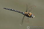 Filename=N0025_003.JPG
Filesize=231KiB
Dimensions=600x400
Date added=Sep 11, 2012 N0025_003.JPG