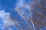 Dateiname=N0025_061.JPG
Dateigröße=576KB
Abmessungen: 1000x667
hinzugefügt am: 18. März 2013 N0025_061.JPG
