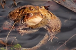 Dateiname=N0026_031.JPG
Dateigröße=262KB
Abmessungen: 1000x667
hinzugefügt am: 19. April 2013 N0026_031.JPG