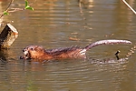 Filename=N0026_070.JPG
Filesize=316KiB
Dimensions=1000x667
Date added=Apr 25, 2013 N0026_070.JPG