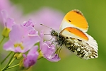 Dateiname=N0026_086.JPG
Dateigröße=203KB
Abmessungen: 1000x667
hinzugefügt am: 18. Mai 2013 N0026_086.JPG