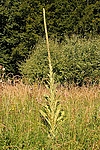 Dateiname=N0029_012.JPG
Dateigröße=356KB
Abmessungen: 445x667
hinzugefügt am: 06. September 2013 N0029_012.JPG
