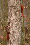Filename=N0030_046.JPG
Filesize=202KiB
Dimensions=445x667
Date added=Feb 26, 2014 N0030_046.JPG