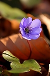 Filename=N0030_062.JPG
Filesize=124KiB
Dimensions=445x667
Date added=Mar 12, 2014 N0030_062.JPG