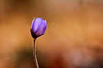 Filename=N0030_073.JPG
Filesize=126KiB
Dimensions=1000x667
Date added=Mar 22, 2014 N0030_073.JPG