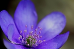Filename=N0030_077.JPG
Filesize=180KiB
Dimensions=1000x667
Date added=Mar 22, 2014 N0030_077.JPG