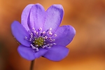 Filename=N0030_084.JPG
Filesize=176KiB
Dimensions=1000x667
Date added=Mar 22, 2014 N0030_084.JPG