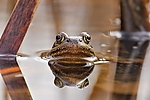 Filename=N0031_015.JPG
Filesize=230KiB
Dimensions=1000x667
Date added=Mar 22, 2014 N0031_015.JPG