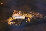 Filename=N0031_046.JPG
Filesize=222KiB
Dimensions=1000x667
Date added=Mar 29, 2014 N0031_046.JPG