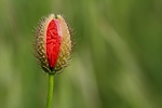 Filename=N0032_006.JPG
Filesize=145KiB
Dimensions=1000x667
Date added=Jul 05, 2014 N0032_006.JPG