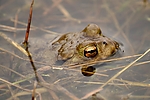Dateiname=N0033_094.JPG
Dateigröße=291KB
Abmessungen: 1000x667
hinzugefügt am: 10. April 2015 N0033_094.JPG