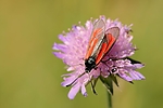 Filename=N0034_047.JPG
Filesize=65KiB
Dimensions=1000x667
Date added=Jul 12, 2015 N0034_047.JPG