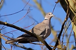 Dateiname=N0035_025.JPG
Dateigröße=229KB
Abmessungen: 1000x667
hinzugefügt am: 12. Januar 2016 N0035_025.JPG