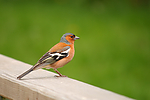 Filename=N0036_023.jpg
Filesize=495KiB
Dimensions=1000x667
Date added=Jun 28, 2016 N0036_023.jpg