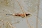 Filename=N0037_021.jpg
Filesize=529KiB
Dimensions=1000x667
Date added=Apr 21, 2017 N0037_021.jpg