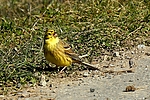 Filename=N0039_056.JPG
Filesize=629KiB
Dimensions=999x666
Date added=Mar 05, 2025 N0039_056.JPG