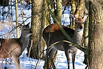 Wildgehege_2009_018.JPG