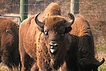 Dateiname=Wisent_004.JPG
Dateigröße=422KB
Abmessungen: 1000x667
hinzugefügt am: 27. August 2011 Wisent_004.JPG