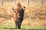 Dateiname=Wisent_009.JPG
Dateigröße=422KB
Abmessungen: 1000x667
hinzugefügt am: 27. August 2011 Wisent_009.JPG