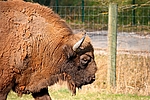 Dateiname=Wisent_011.JPG
Dateigröße=507KB
Abmessungen: 999x666
hinzugefügt am: 27. August 2011 Wisent_011.JPG