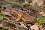 Reptilien & Amphibien