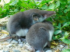 Säugetiere