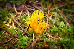 Pilze