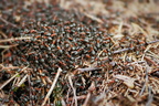 Insekten