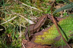 Reptilien & Amphibien