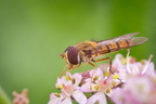 Insekten